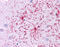 Lengsin antibody, ARP45709_P050, Aviva Systems Biology, Immunohistochemistry frozen image 