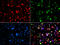 Ribosomal Protein L13 antibody, 22-437, ProSci, Immunofluorescence image 
