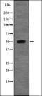 CD32 antibody, orb338978, Biorbyt, Western Blot image 