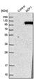 Myeloid zinc finger 1 antibody, HPA001757, Atlas Antibodies, Western Blot image 