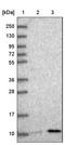 NADH:Ubiquinone Oxidoreductase Subunit A3 antibody, NBP1-92170, Novus Biologicals, Western Blot image 