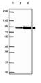 N-Acylsphingosine Amidohydrolase 2 antibody, HPA061171, Atlas Antibodies, Western Blot image 