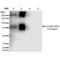 Acrolein antibody, LS-C775564, Lifespan Biosciences, Western Blot image 