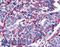 Adhesion G Protein-Coupled Receptor E3 antibody, LS-A6609, Lifespan Biosciences, Immunohistochemistry paraffin image 
