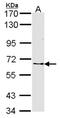 Frizzled-10 antibody, NBP2-16532, Novus Biologicals, Western Blot image 