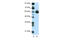 Recepin antibody, 28-884, ProSci, Western Blot image 