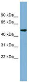 SET And MYND Domain Containing 1 antibody, TA339830, Origene, Western Blot image 