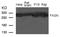 FAS antibody, A00941, Boster Biological Technology, Western Blot image 