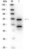 Bilirubin oxidase antibody, orb344303, Biorbyt, Western Blot image 