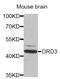 D(3) dopamine receptor antibody, abx001308, Abbexa, Western Blot image 