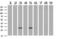 apM-1 antibody, M00509-1, Boster Biological Technology, Western Blot image 