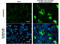 West Nile Virus antibody, GTX633919, GeneTex, Immunocytochemistry image 