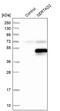 SERTA Domain Containing 2 antibody, PA5-54278, Invitrogen Antibodies, Western Blot image 