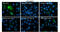 Zika Virus antibody, GTX133317, GeneTex, Immunofluorescence image 