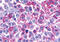 Adhesion G Protein-Coupled Receptor B3 antibody, MBS244563, MyBioSource, Immunohistochemistry frozen image 