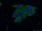 RAB18, Member RAS Oncogene Family antibody, 60057-1-Ig, Proteintech Group, Immunofluorescence image 