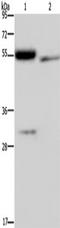 Prothrombinase antibody, TA349982, Origene, Western Blot image 