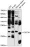 C-Type Lectin Domain Containing 5A antibody, 18-841, ProSci, Western Blot image 