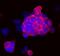 COTL1 antibody, AF7865, R&D Systems, Immunofluorescence image 