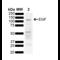 Epidermal Growth Factor antibody, SPC-793D-A700, StressMarq, Western Blot image 