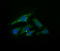 Ubiquitin Conjugating Enzyme E2 G2 antibody, LS-B10428, Lifespan Biosciences, Immunofluorescence image 