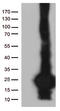 SCP2 Sterol Binding Domain Containing 1 antibody, TA812872, Origene, Western Blot image 