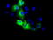 RalA Binding Protein 1 antibody, TA500915, Origene, Immunofluorescence image 