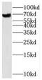 Syntaxin Binding Protein 3 antibody, FNab08362, FineTest, Western Blot image 