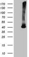 ATPase H+ Transporting V0 Subunit D2 antibody, CF812166, Origene, Western Blot image 