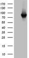 Poly(A)-Specific Ribonuclease antibody, TA802652S, Origene, Western Blot image 
