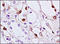 MDM2 Proto-Oncogene antibody, 251414, Abbiotec, Immunohistochemistry paraffin image 