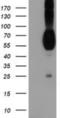 Nectin Cell Adhesion Molecule 1 antibody, NBP2-01198, Novus Biologicals, Western Blot image 