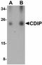 Cell Death Inducing P53 Target 1 antibody, LS-C108471, Lifespan Biosciences, Western Blot image 