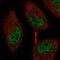 Eukaryotic Elongation Factor 2 Kinase antibody, HPA056061, Atlas Antibodies, Immunocytochemistry image 