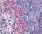 Neurotensin receptor type 1 antibody, NLS938, Novus Biologicals, Immunohistochemistry frozen image 