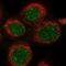 DEAD-Box Helicase 51 antibody, HPA039503, Atlas Antibodies, Immunofluorescence image 