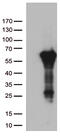 Arylsulfatase G antibody, TA812731, Origene, Western Blot image 