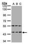 HEN Methyltransferase 1 antibody, GTX107190, GeneTex, Western Blot image 