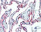 Intercellular Adhesion Molecule 1 antibody, 49-050, ProSci, Immunohistochemistry paraffin image 