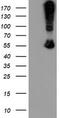 Chimerin 1 antibody, TA505072, Origene, Western Blot image 