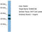 RUN Domain Containing 3B antibody, TA340283, Origene, Western Blot image 