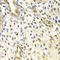 RAD50 Double Strand Break Repair Protein antibody, LS-C332354, Lifespan Biosciences, Immunohistochemistry frozen image 