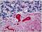 Tuj1 antibody, AM31003PU-N, Origene, Immunohistochemistry frozen image 