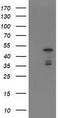 ETS Transcription Factor ELK3 antibody, TA503560, Origene, Western Blot image 