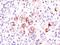 BCL2 Like 1 antibody, orb388620, Biorbyt, Immunohistochemistry paraffin image 