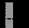 Mesoderm Development LRP Chaperone antibody, 201201-T36, Sino Biological, Western Blot image 