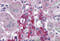 Regulating Synaptic Membrane Exocytosis 2 antibody, 4445, ProSci, Immunohistochemistry frozen image 
