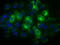 Thromboxane A Synthase 1 antibody, TA501380, Origene, Immunofluorescence image 