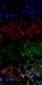 Acrolein antibody, SMC-504D-A680, StressMarq, Immunocytochemistry image 