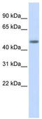 Ceramide Synthase 5 antibody, TA331637, Origene, Western Blot image 